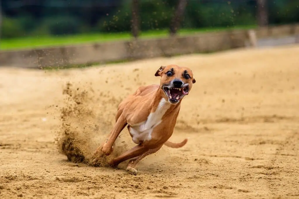 Boxers Run