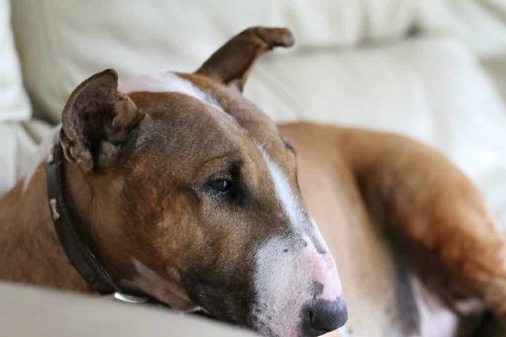 Bull Terriers