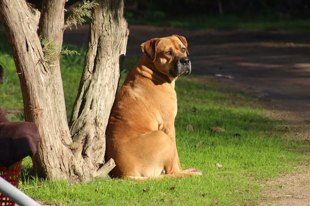 Bullmastiffs