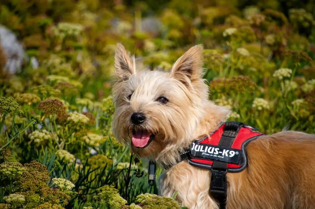 Cairn Terriers Shed