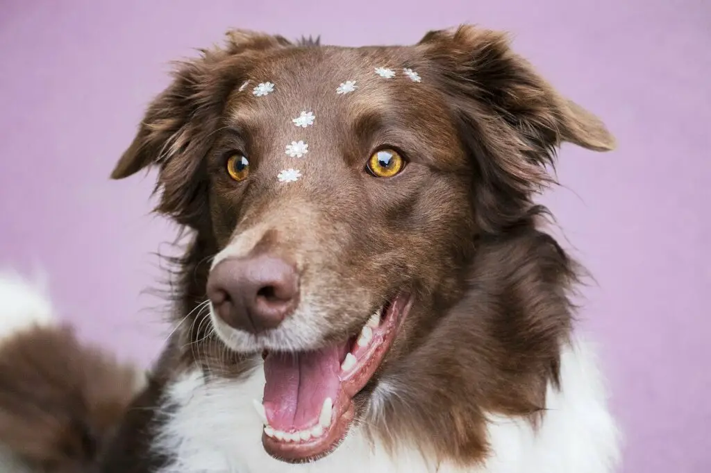 Can A Border Collie Run