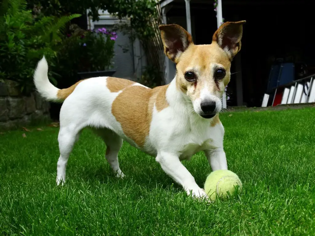 Can Dog Eat Jackfruit