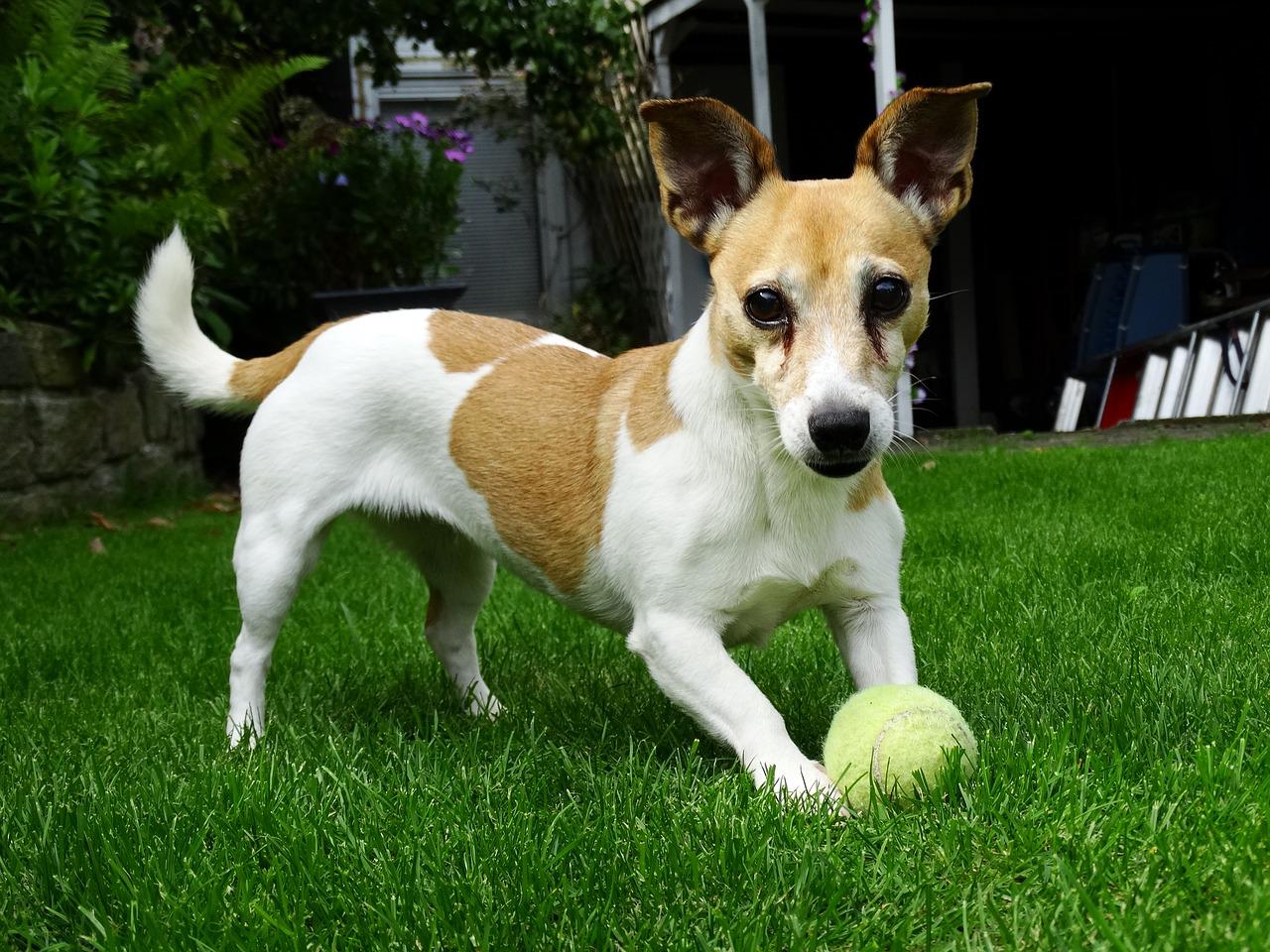 can-dogs-eat-human-food-instead-of-dog-food