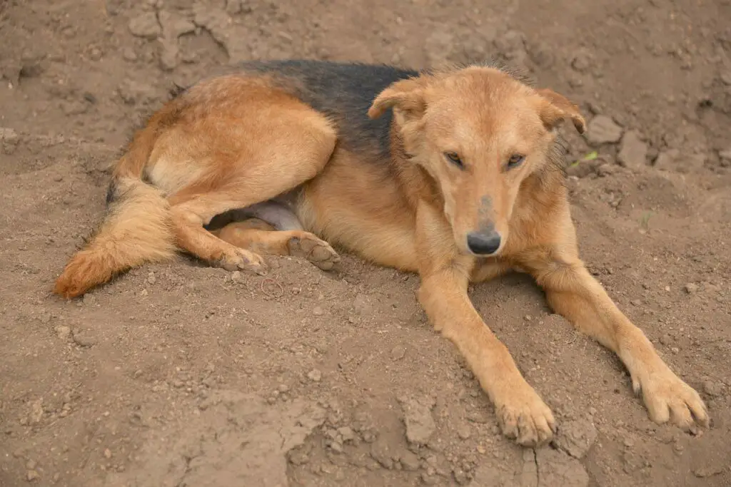 Can Dog Have Apple Peels