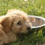 Can Dogs Drink Chocolate Milk?