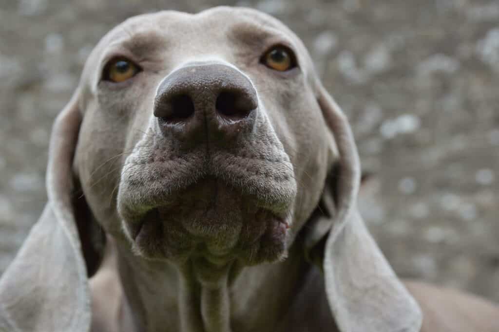 Can Dogs Drink Cold Water