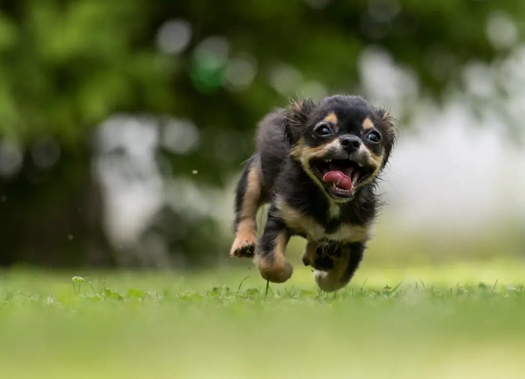 Can Dogs Drink Flavored Water