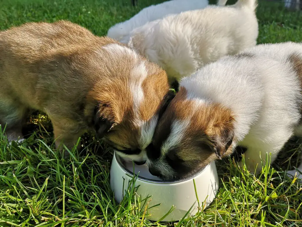 Can Dogs Drink Lactaid Milk