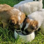Can Dogs Drink Lactaid Milk?
