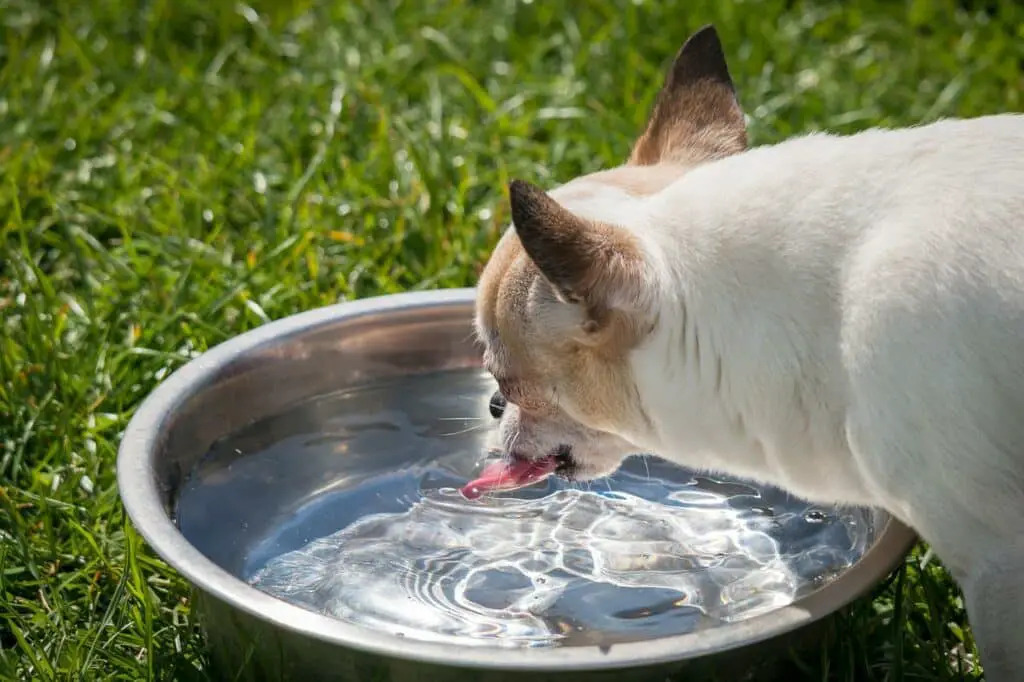 Can Dogs Drink PowerAde