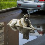 Can Dogs Drink Rain Water?