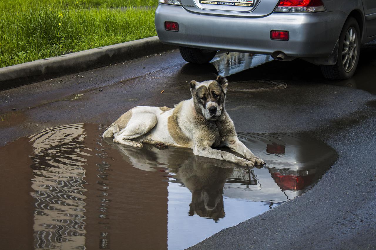 can drinking rain water make a dog sick