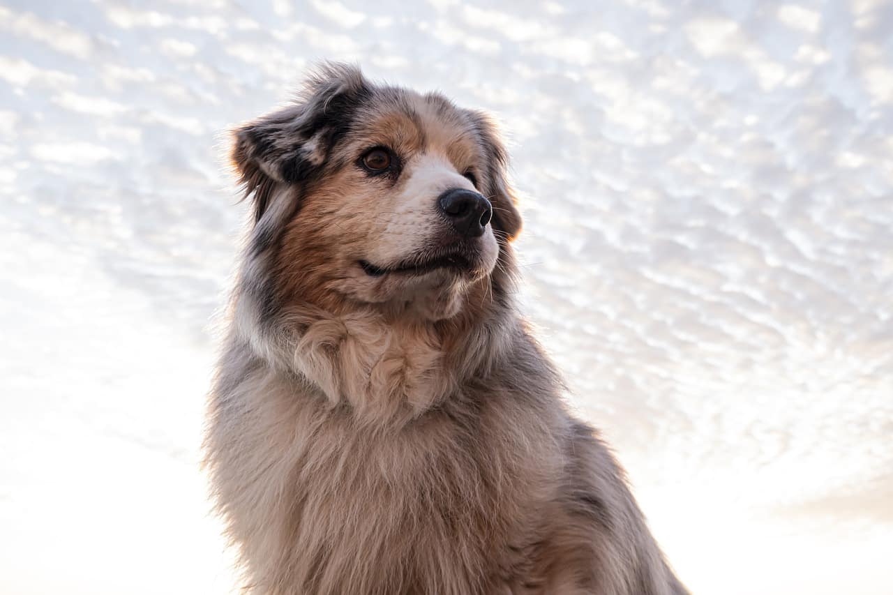 Can Dogs Drink Seltzer Water?
