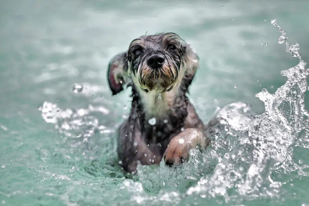 can dogs drink spring water