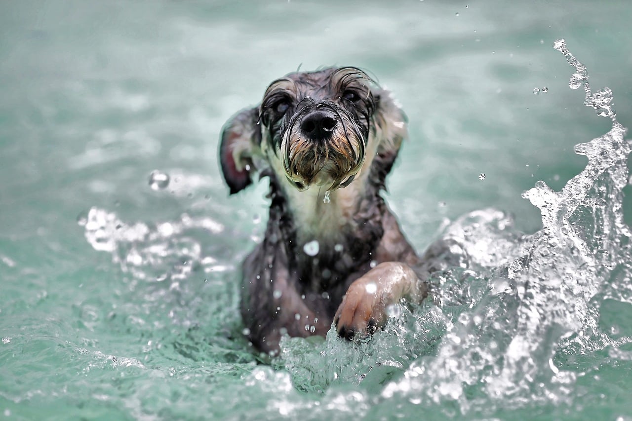 Can Dogs Drink Smart Water?