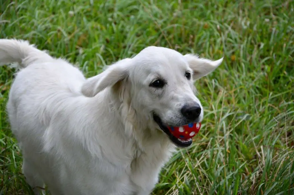 Can Dogs Drink Whiskey