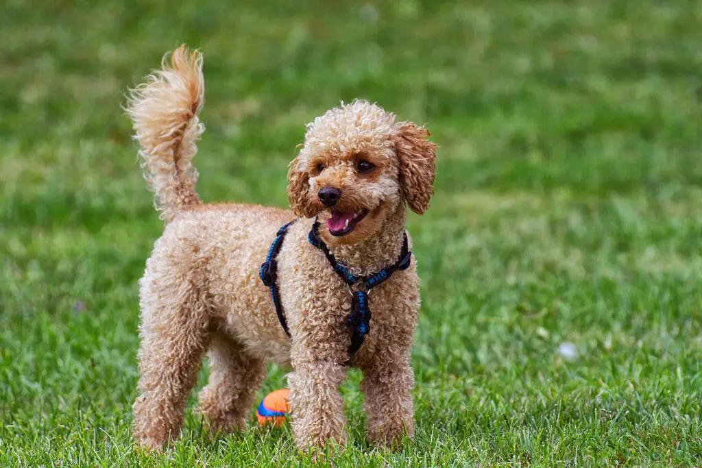 Can Dogs Eat Apple Cores?