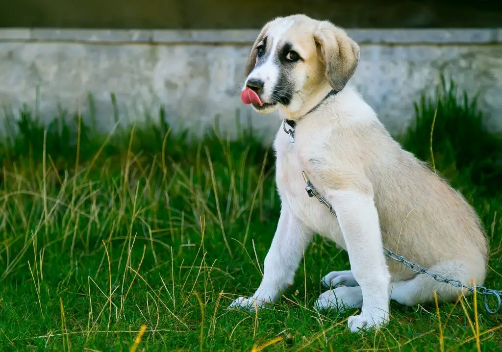 Can Dogs Eat Bean Sprouts