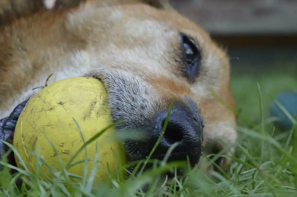 Can Dogs Eat Beet Greens