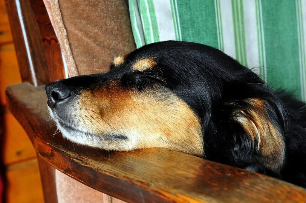 Can Dogs Eat Chinese Broccoli