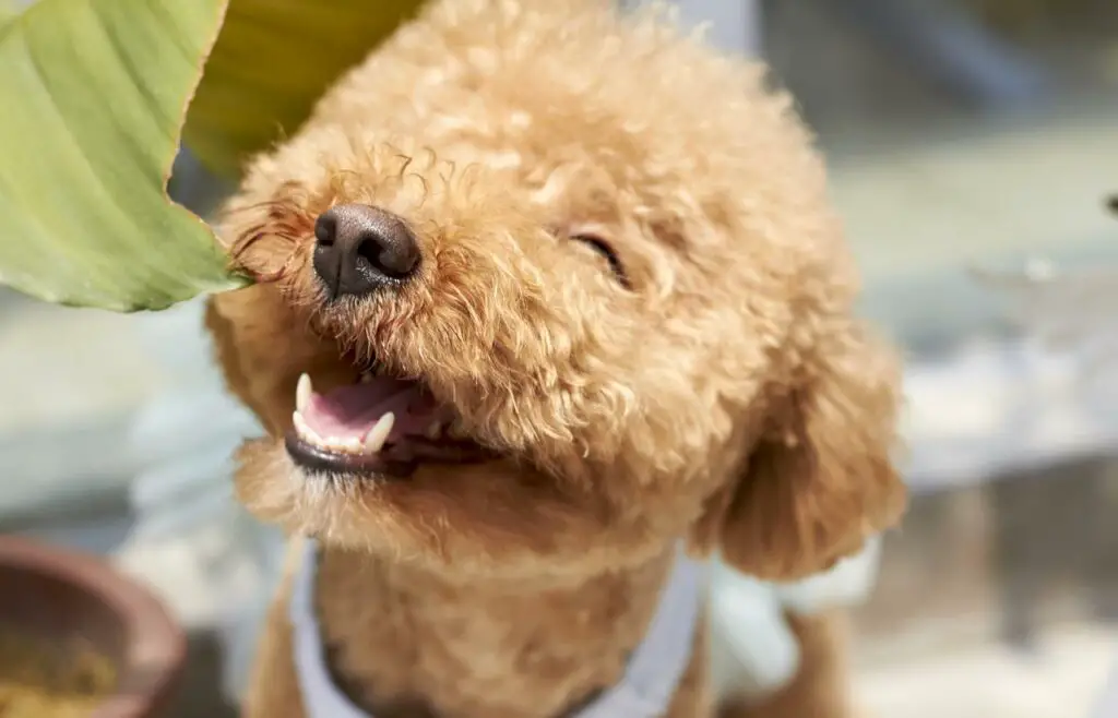 Can Dogs Eat Enoki Mushrooms