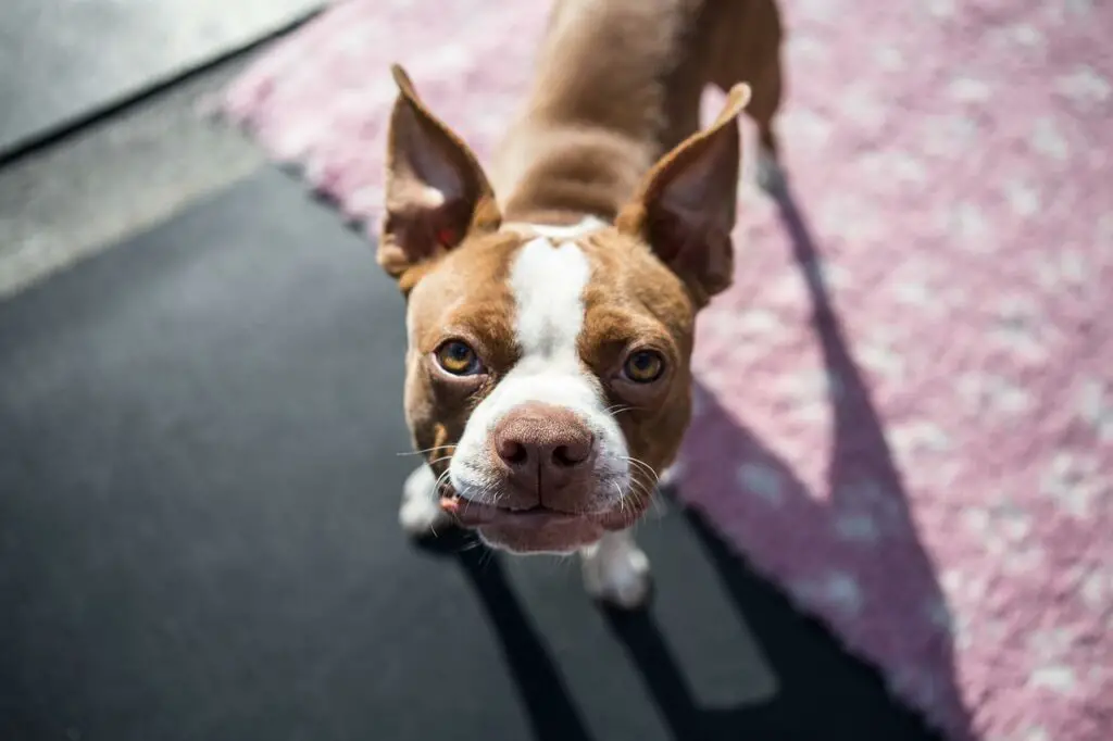 are frozen bananas safe for dogs