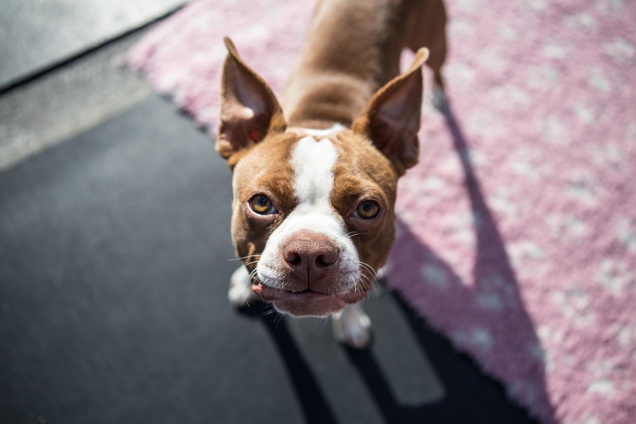 can boston terriers have bananas