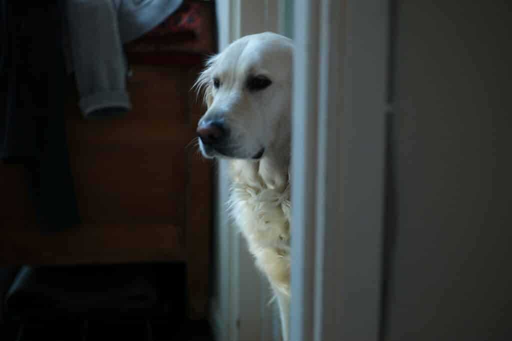 Can Dogs Eat Frozen Cherries