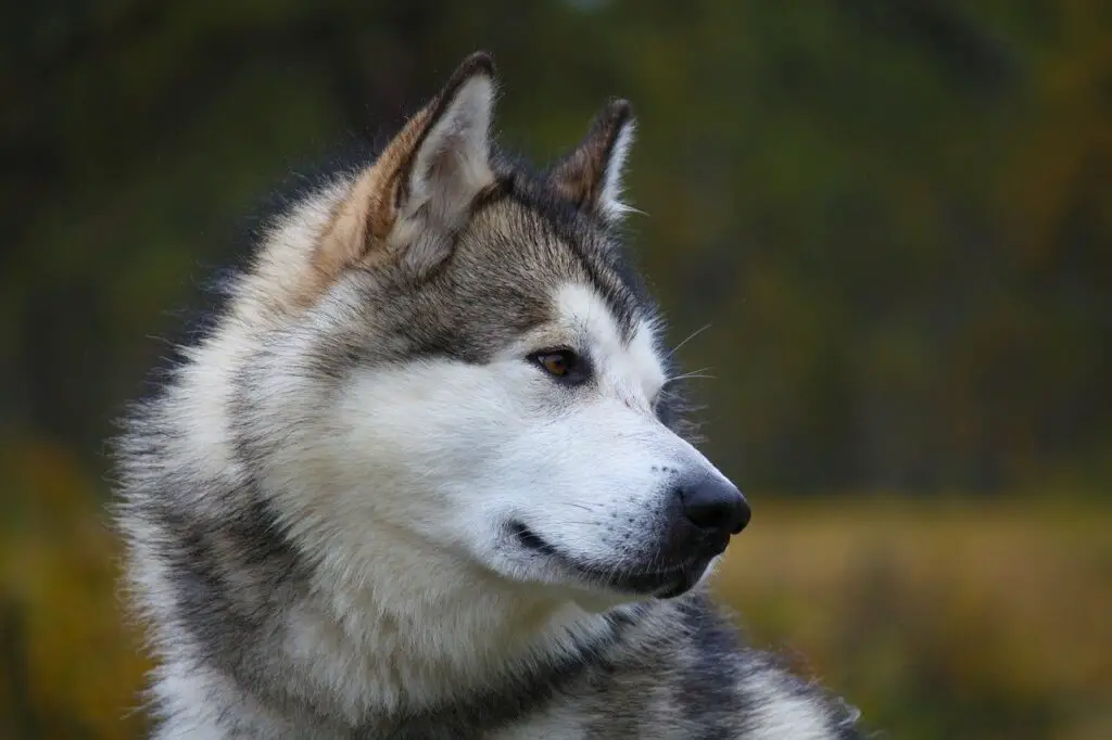 Can Dogs Eat Fuji Apples