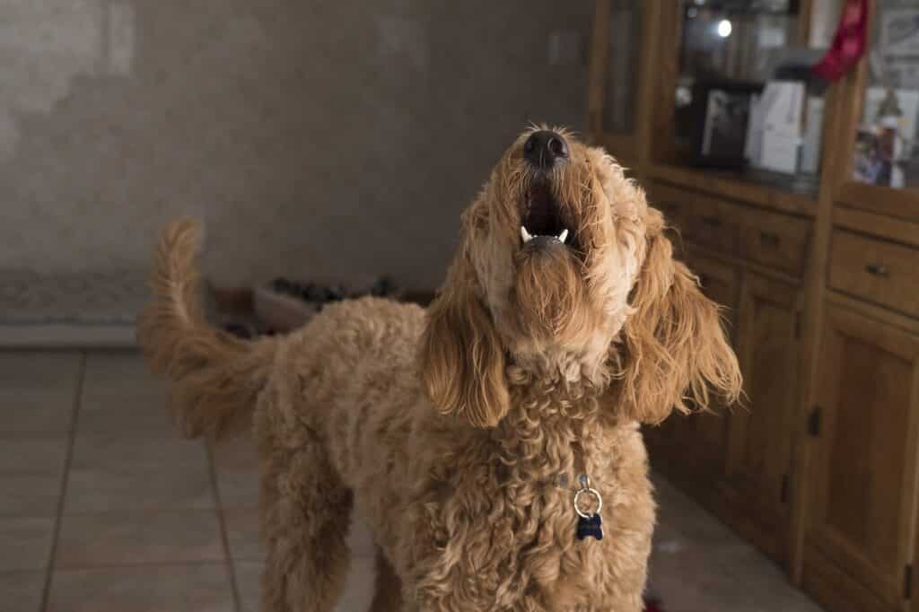 Can Dogs Eat Goldfish Crackers