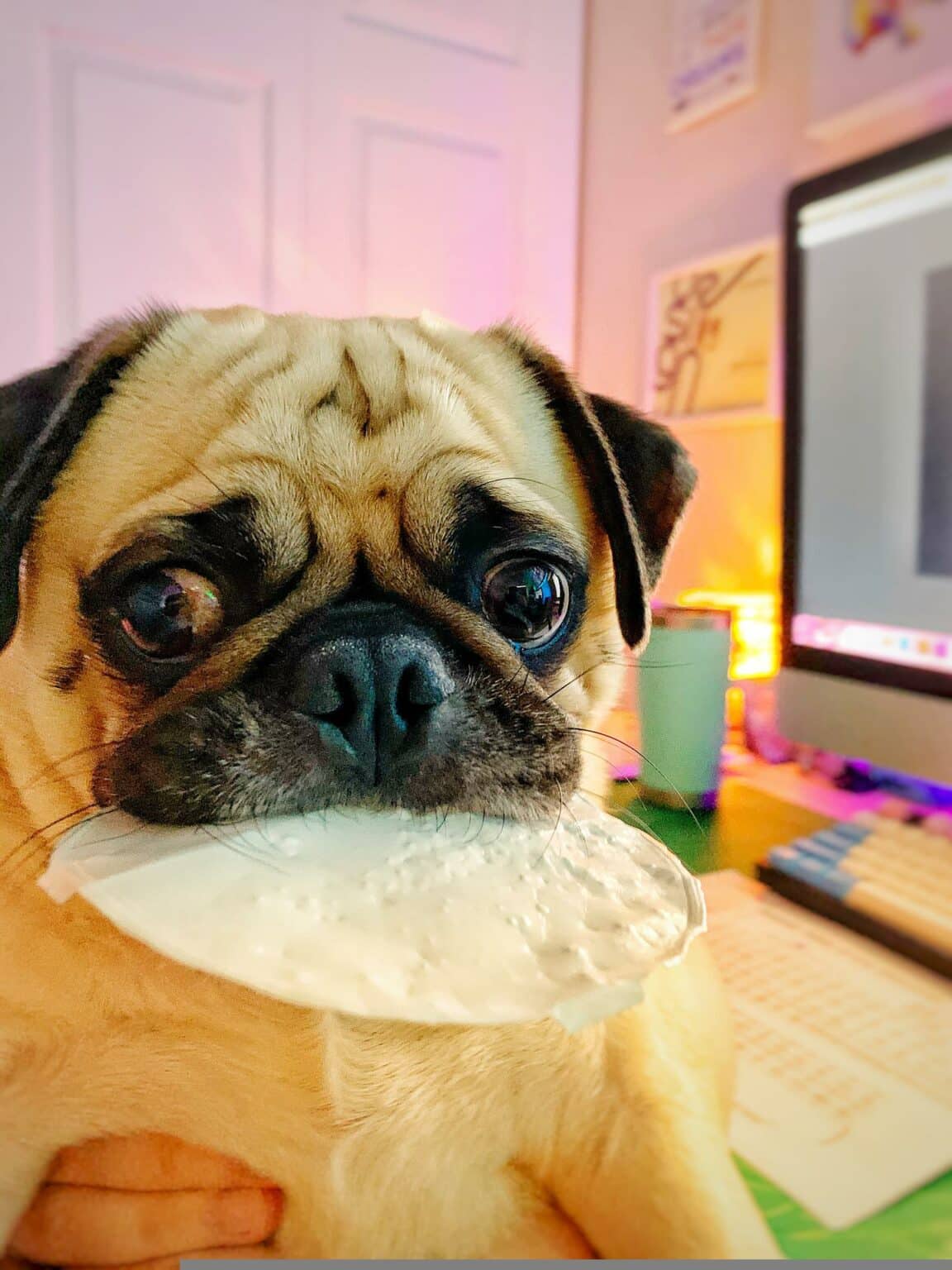 Can Dogs Eat Gouda Cheese?