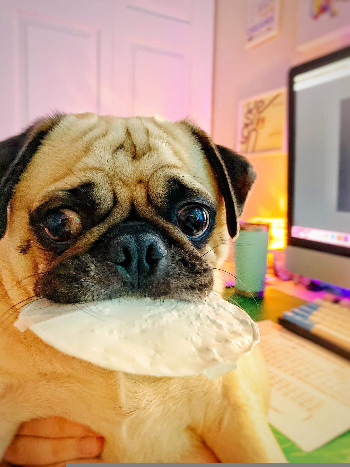 Can Puppies Have Cheese
