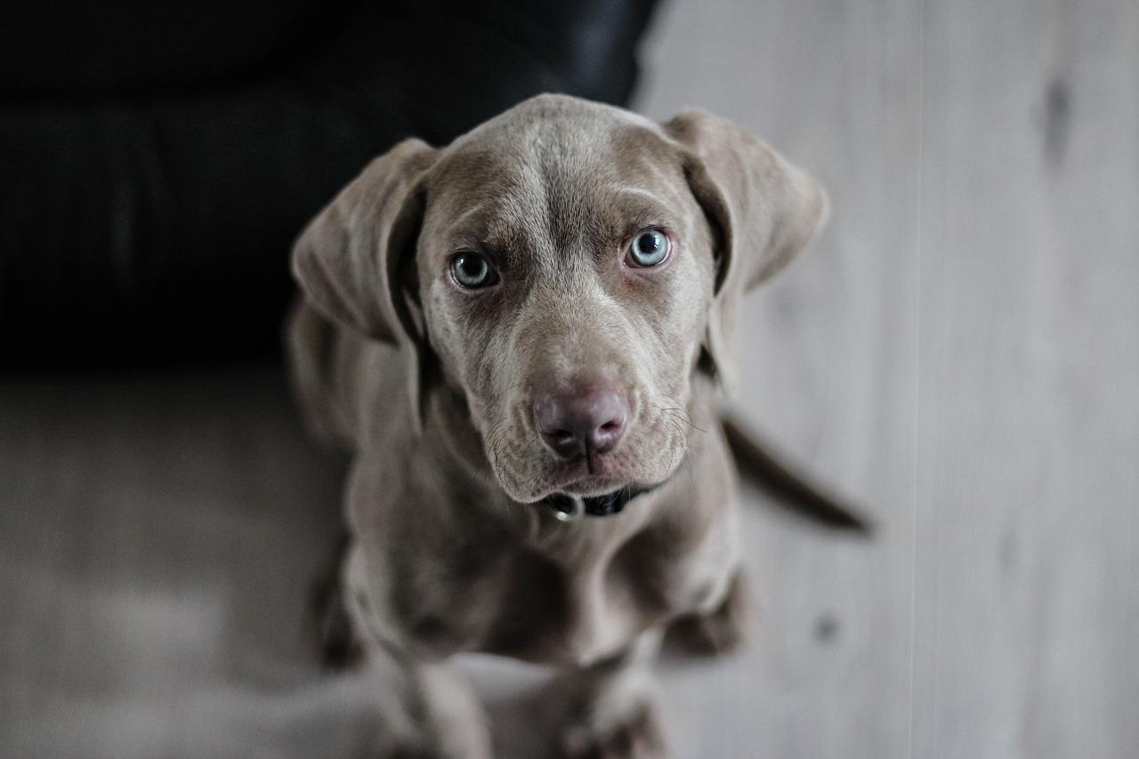 will cashews hurt dogs