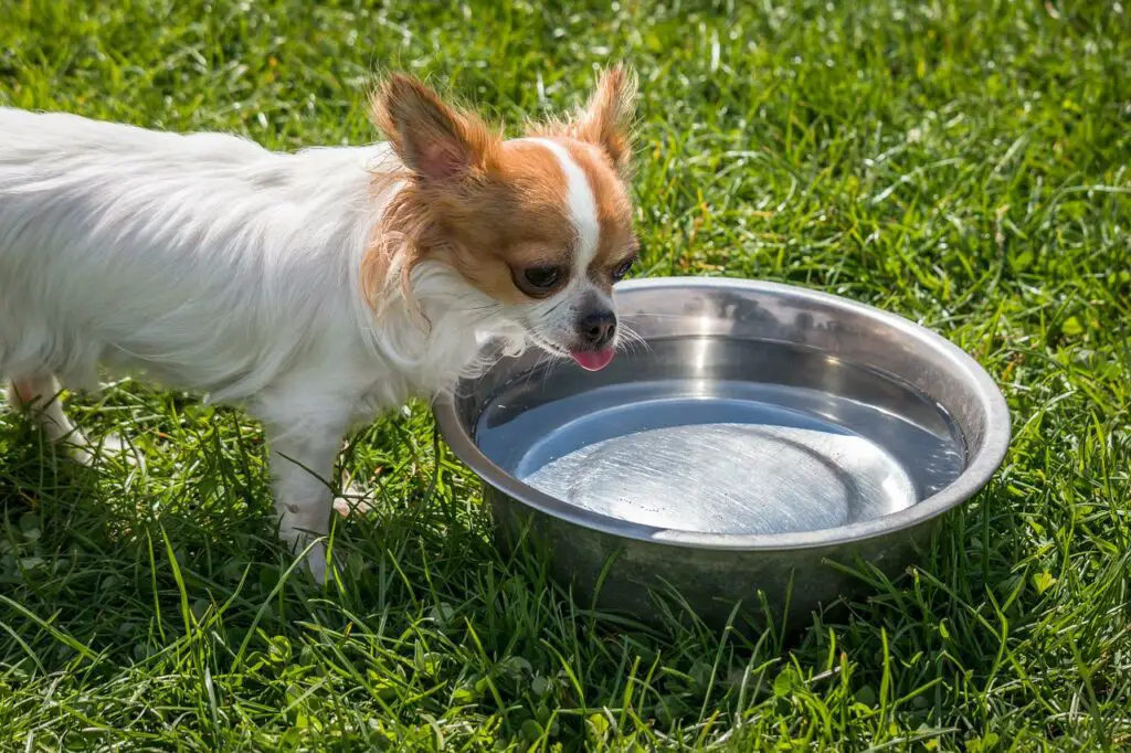 Can Dogs Eat Ice Cream Sandwiches