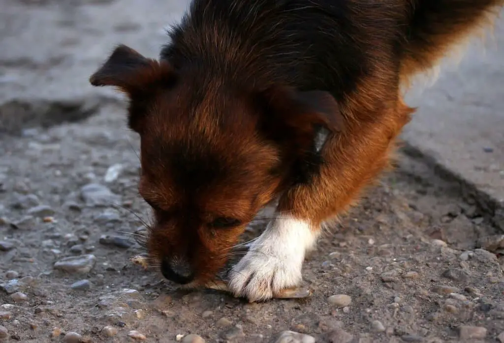 Can Dogs Eat Italian Sausages