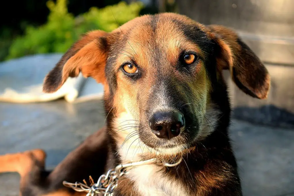 Can Dogs Eat Jalapeno Chips