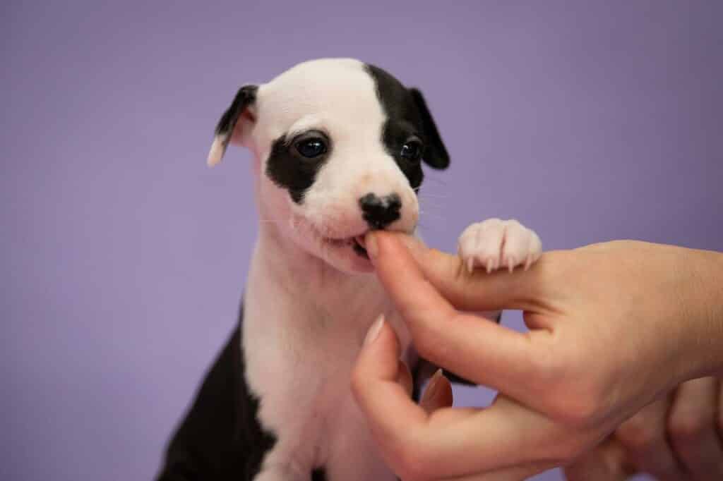 can dogs eat polish sausage