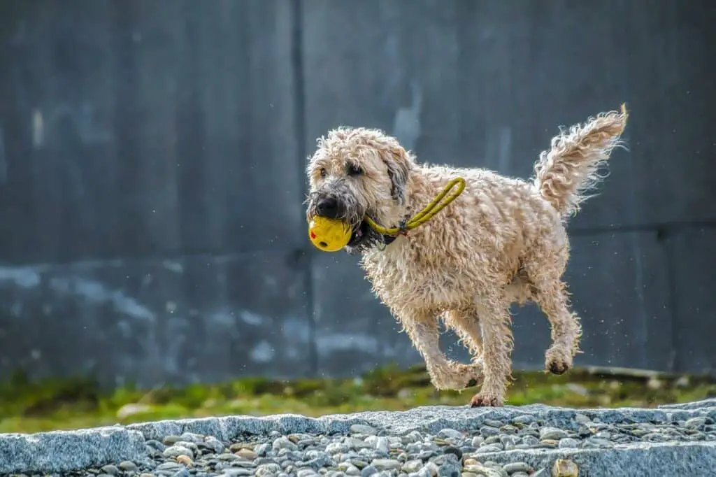 Can Dogs Eat Lemon Pepper