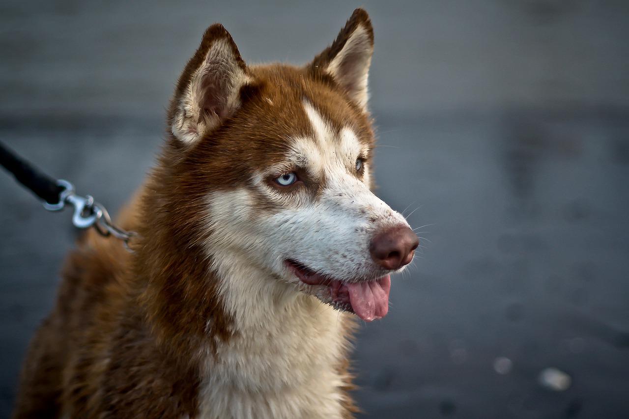 are sweet peppers good for dogs