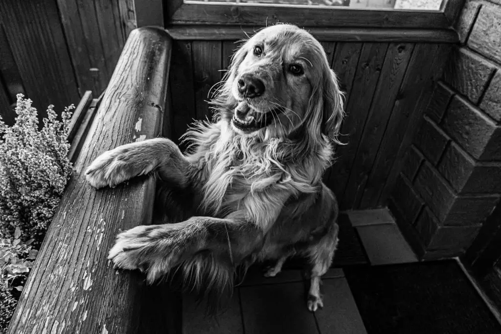 Can Dogs Eat Mints for Bad Breath