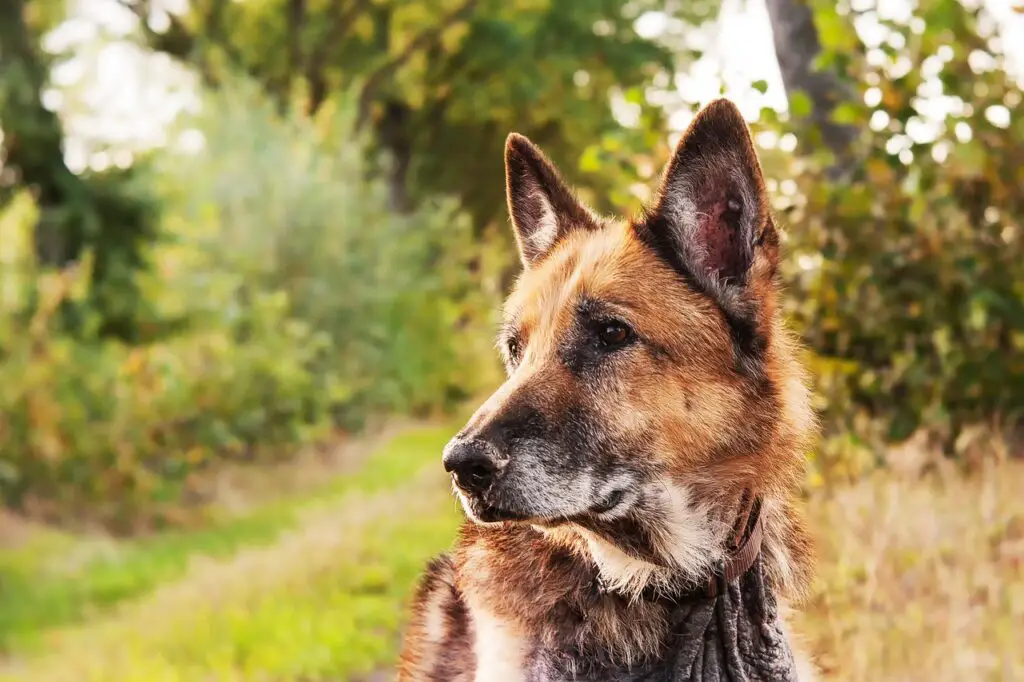 Can Dogs Eat Morels