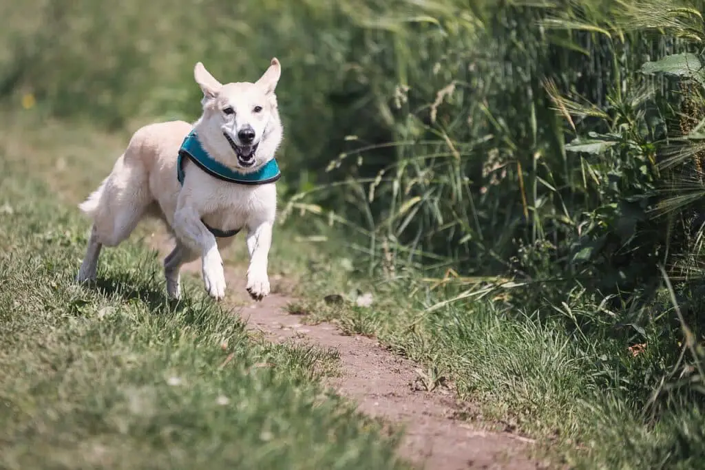 Can Dogs Eat Multigrain Bread Safely