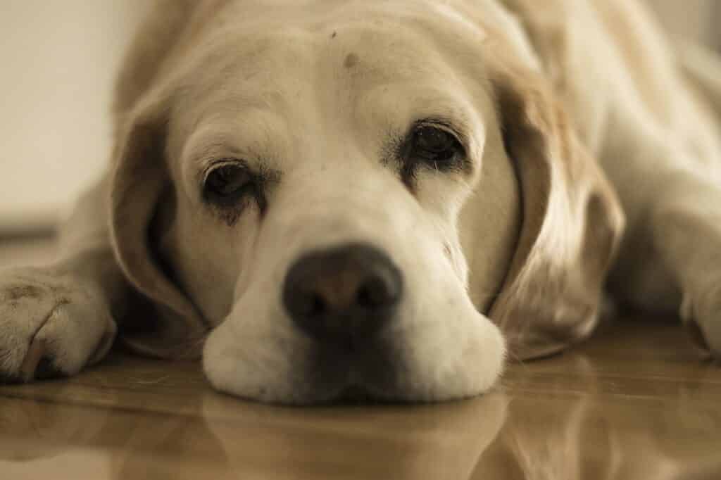 can dogs have mushroom gravy