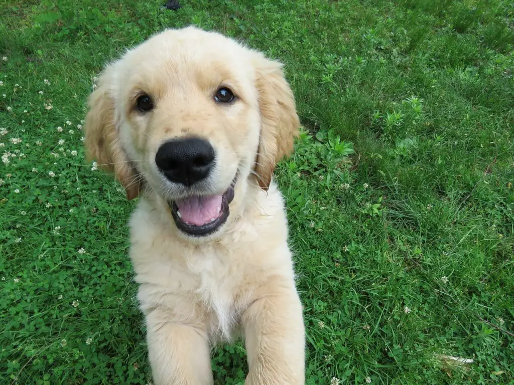 Can Dogs Eat Mustard Greens