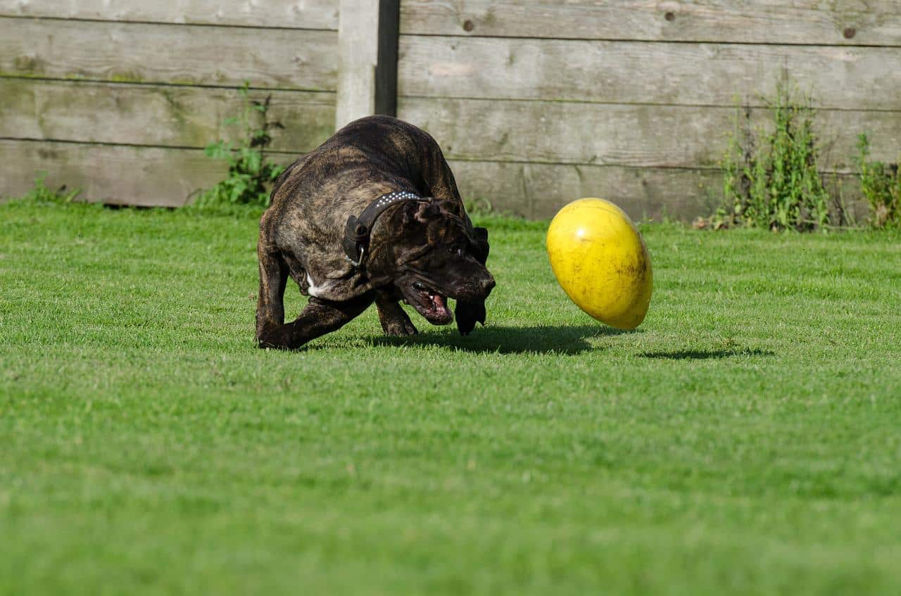 Can Dogs Eat Oat Flour