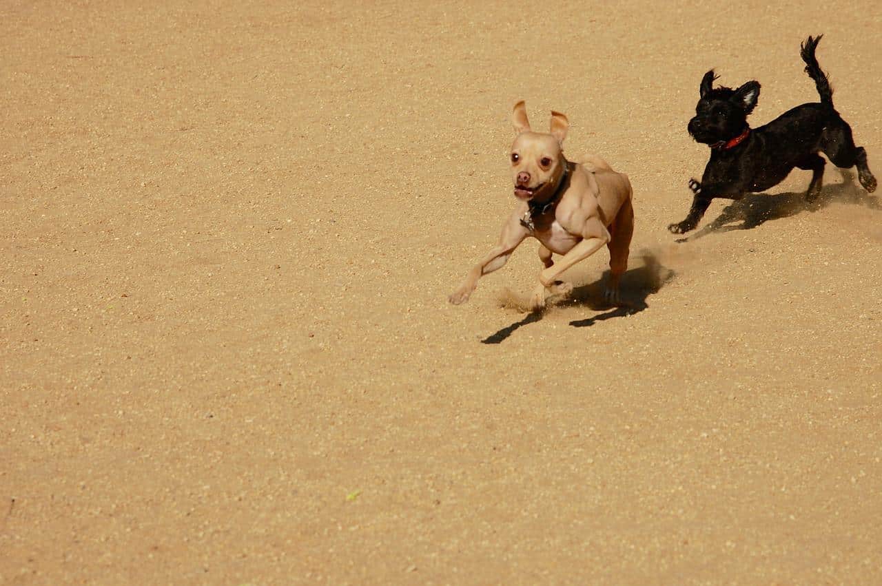 are oysters toxic to dogs