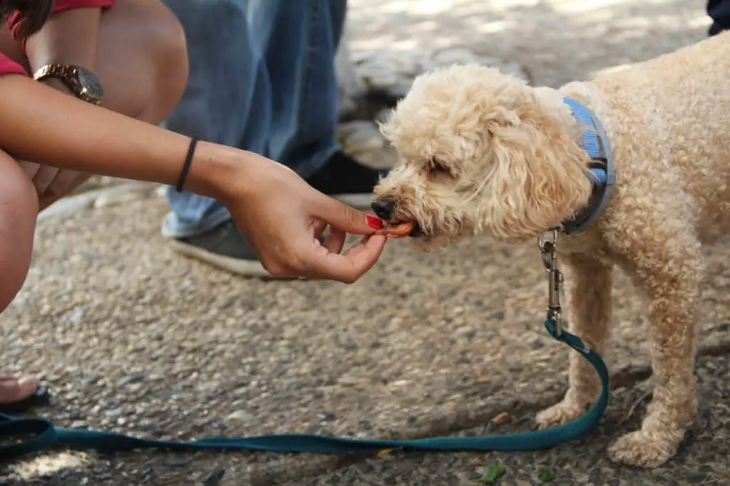 Can Dogs Eat Pickled Ginger