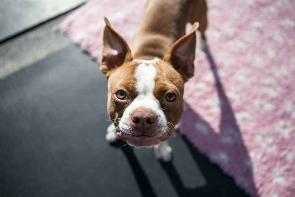 Can Dogs Eat Pumpkin Pie Filling