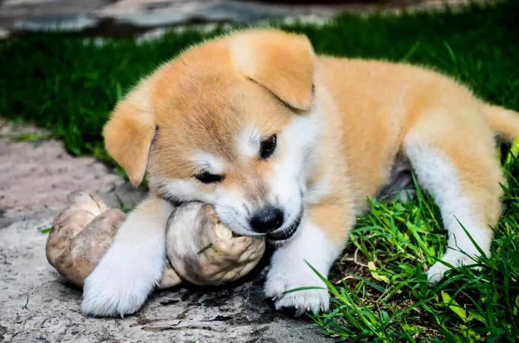 Can Dogs Eat Refried Beans