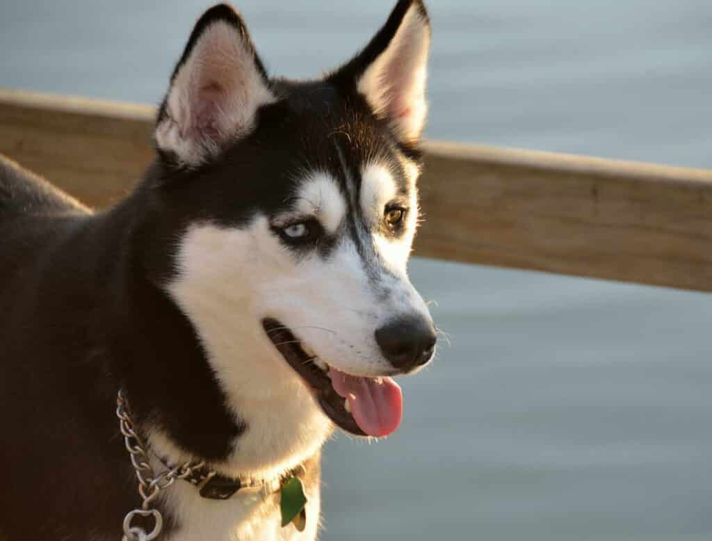 Can Dogs Eat Unsalted Peanuts